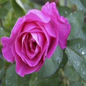 Meet your Posher, Mary